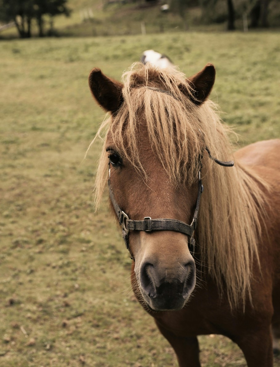 Ponyreiten im Sommer