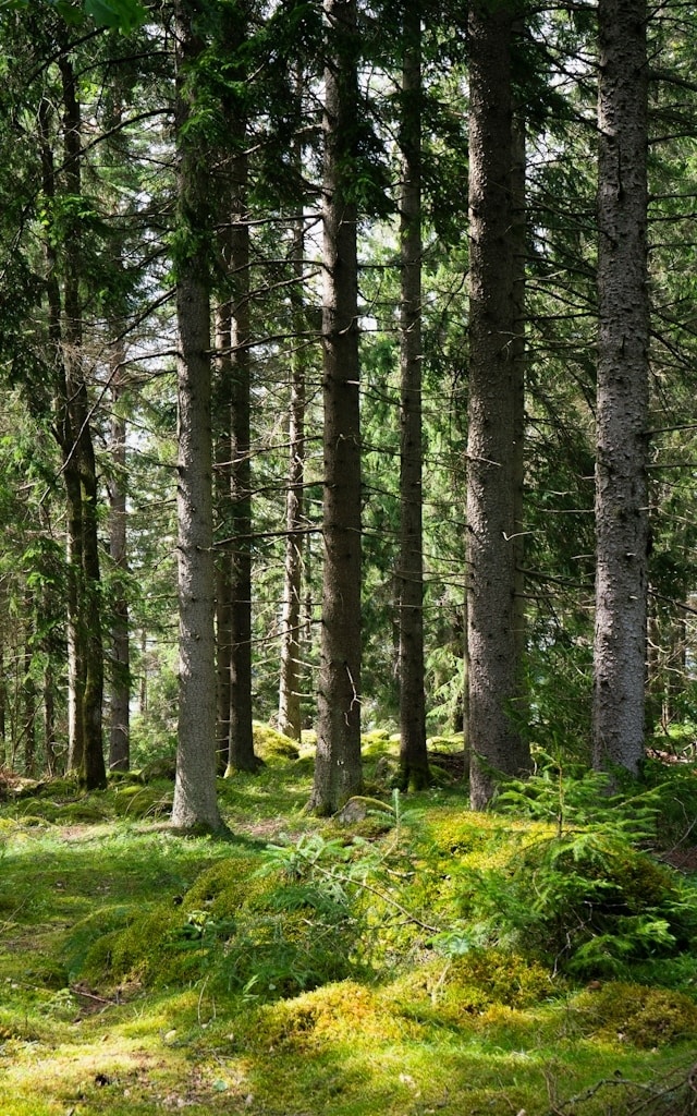 Forest bathing with Anni