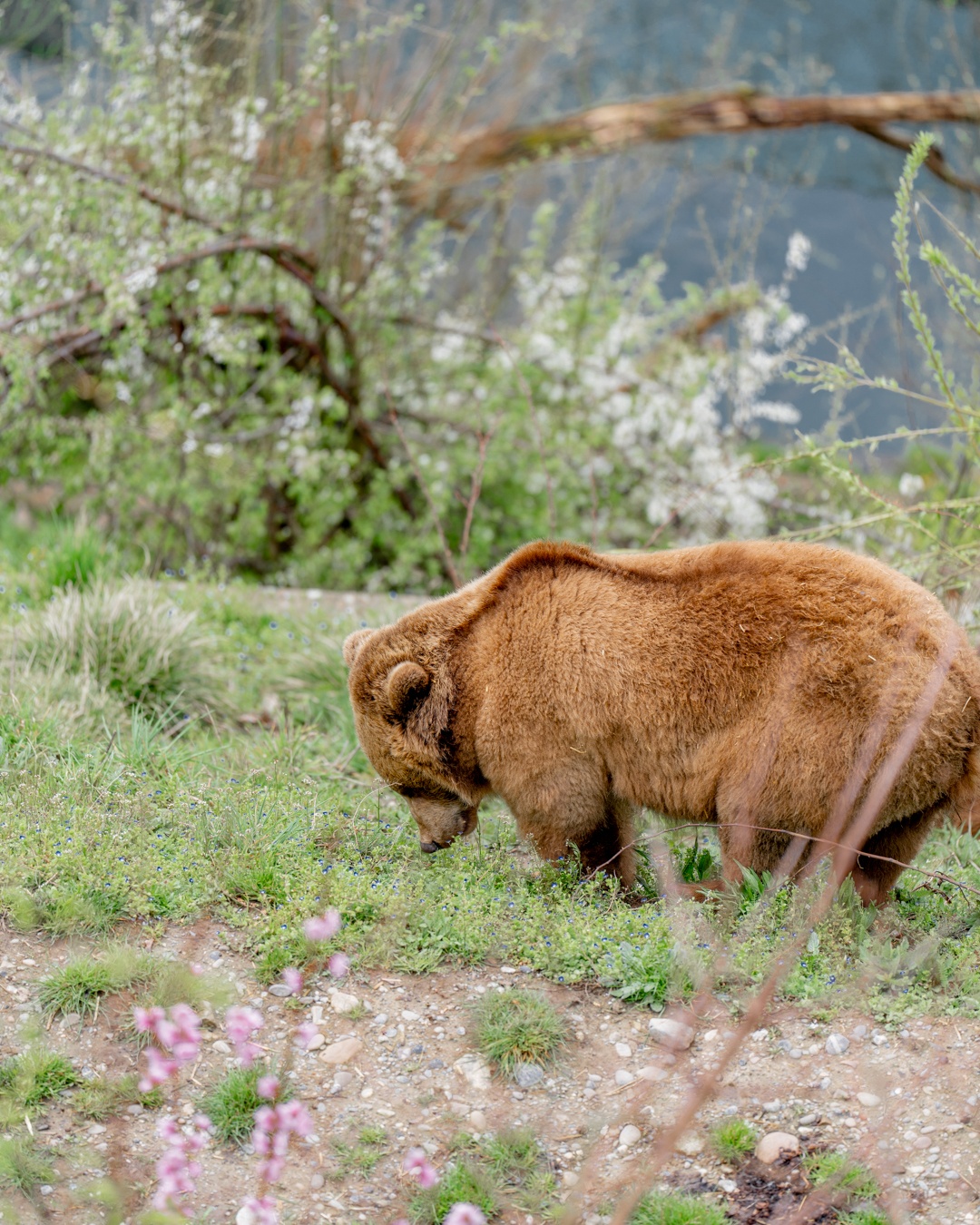 Bärenpark