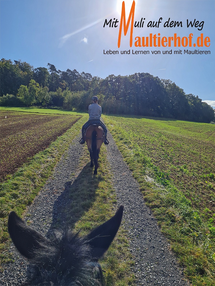 Reitkurs  Erwachsene 3.-6.9.2026