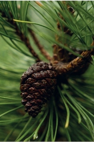 Magia della foresta