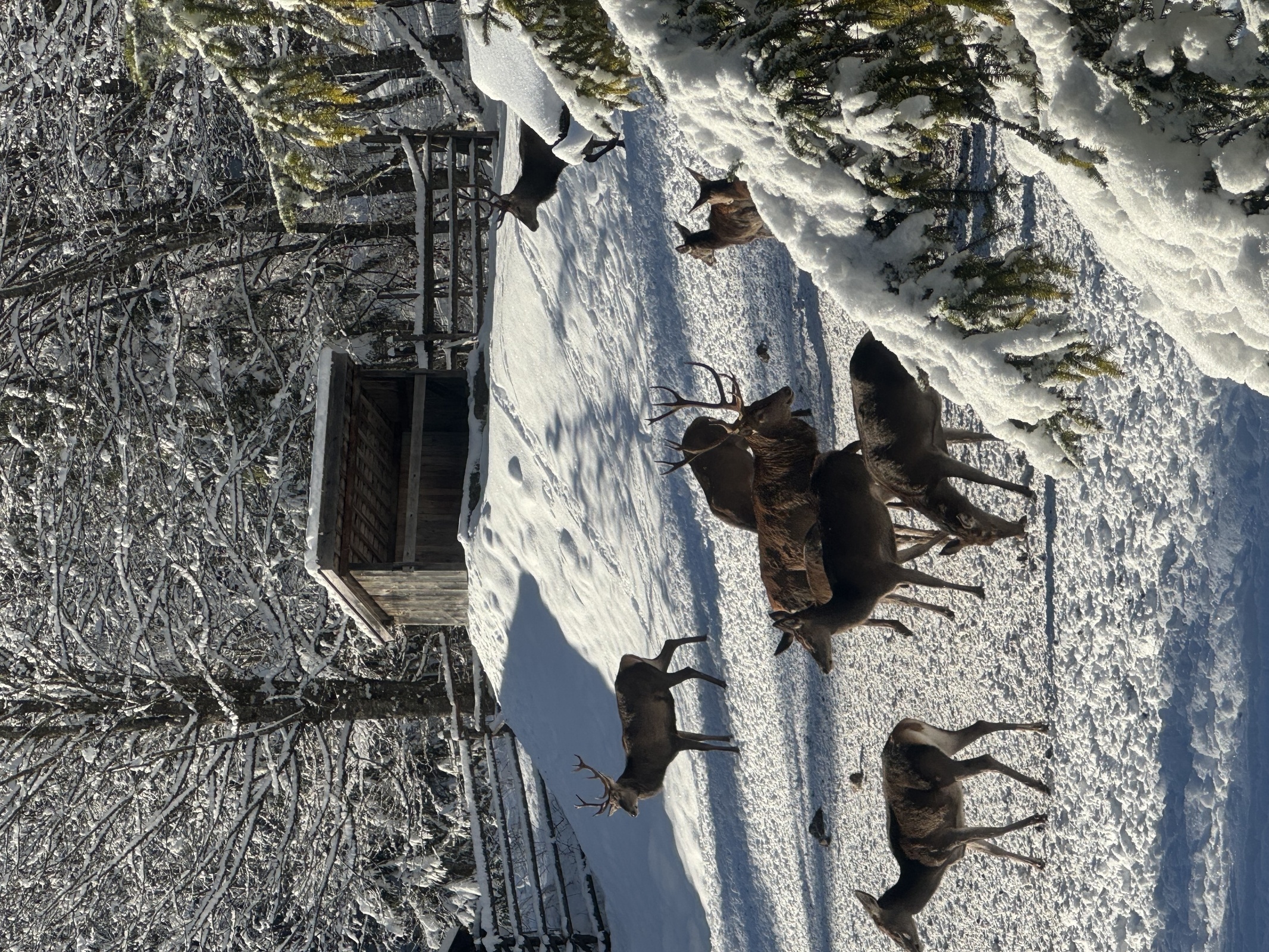 Wildfütterung im Klausbachtal