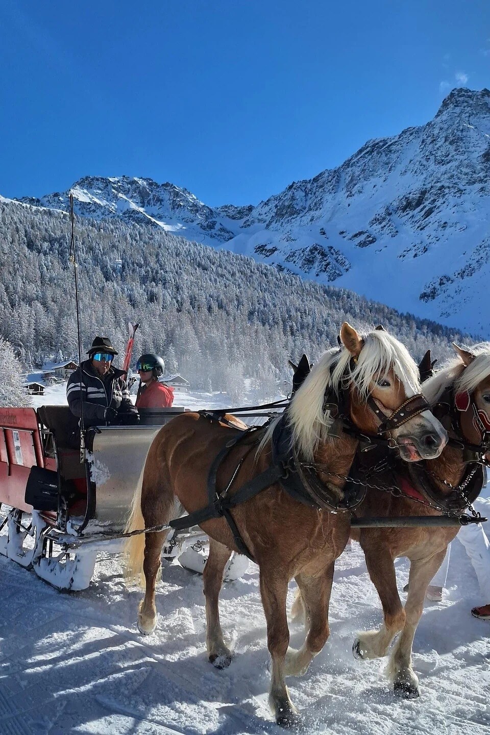 Horse-drawn sleigh rides through wintry Sulden