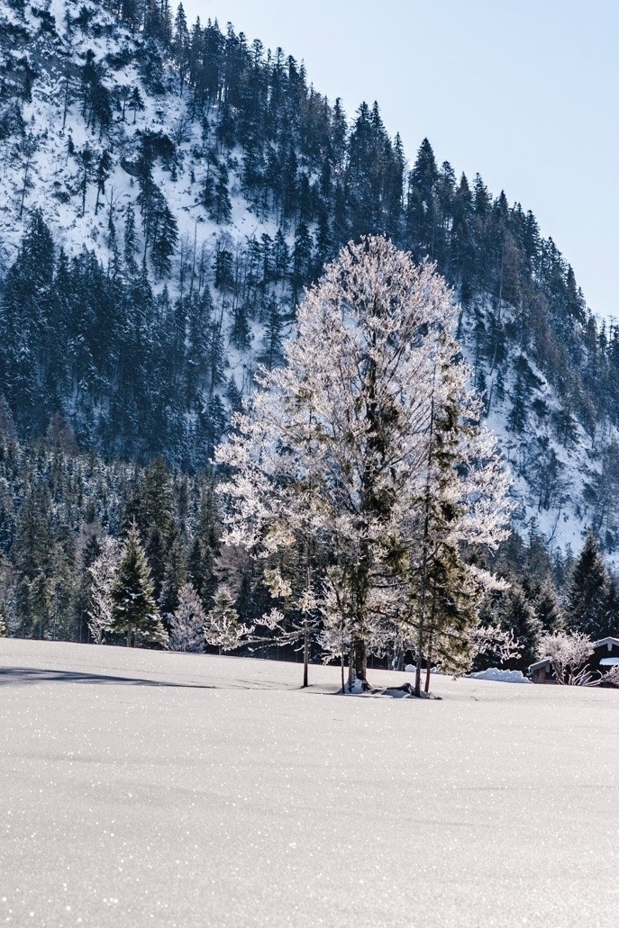 Winter forest bathing