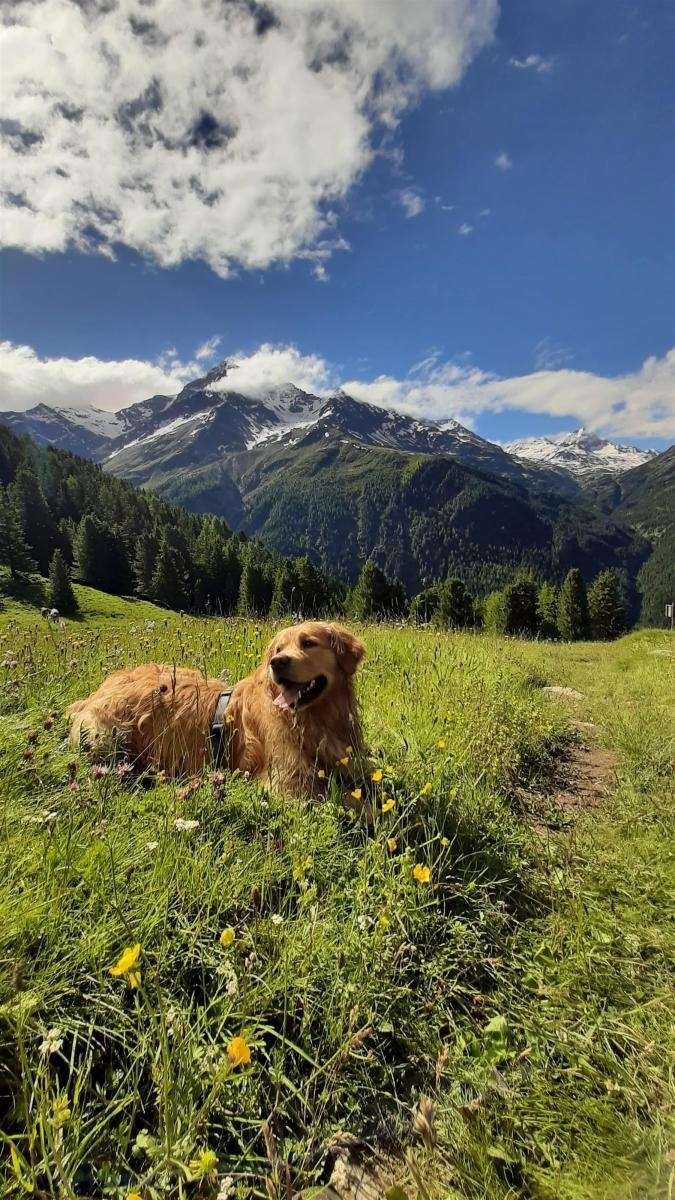 Dog Summer Camp Evening