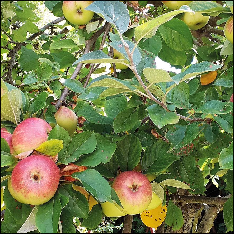 Obstbaumschnitt