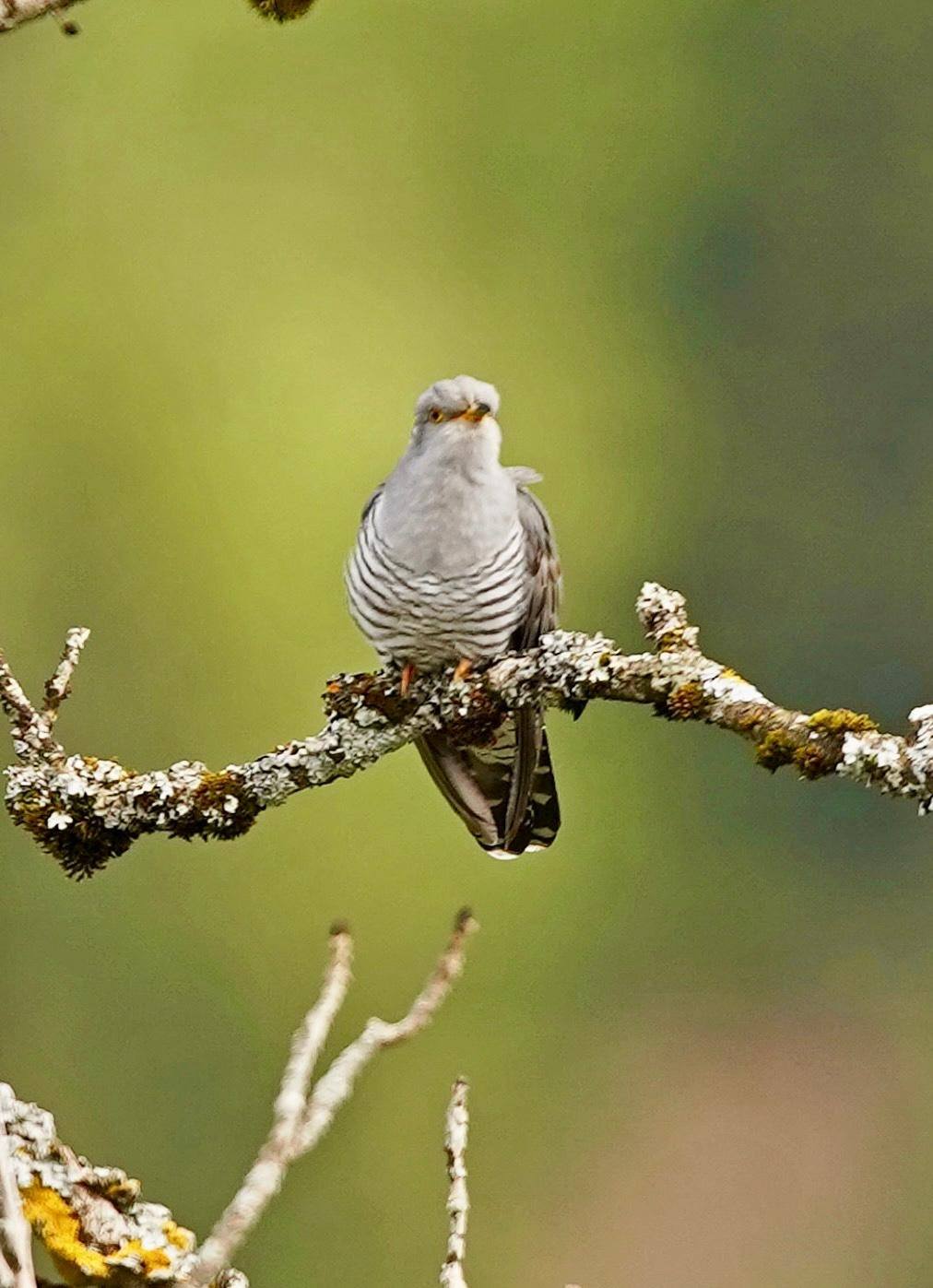 Sound of nature - mental health thanks to birdsong & co