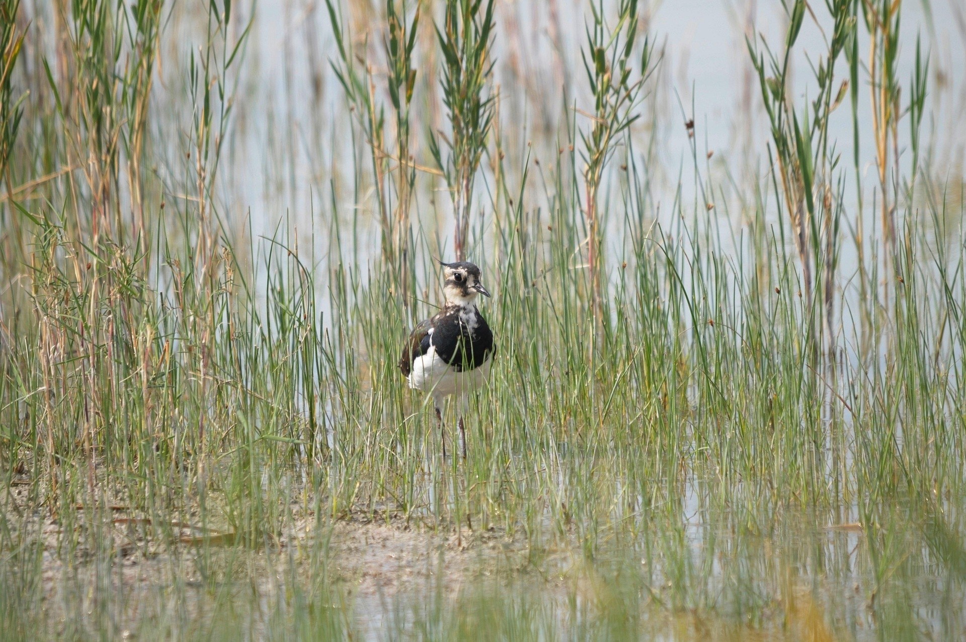 Kanutour im Schilflabyrinth des Neusiedler Sees