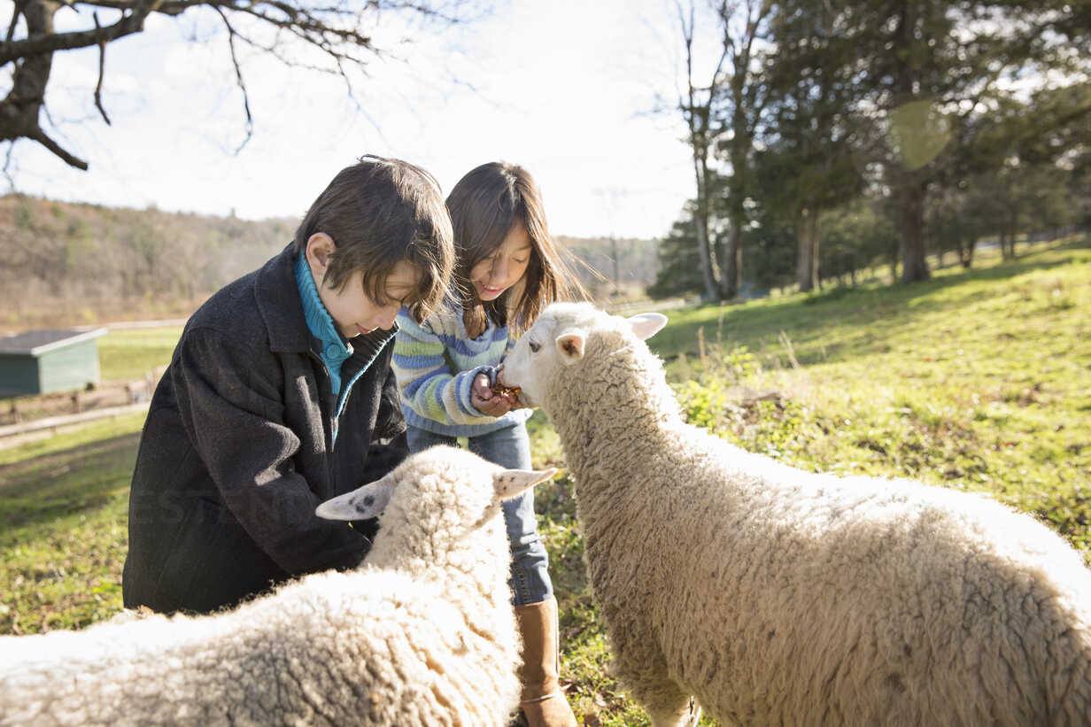 Feeding sheep with childcare Silvia