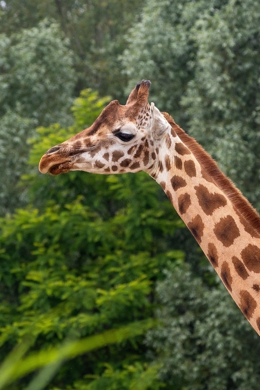 Visit to your favorite animal at Nuremberg Zoo