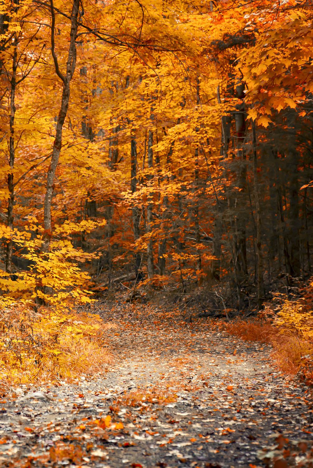 Fall walk in the forest