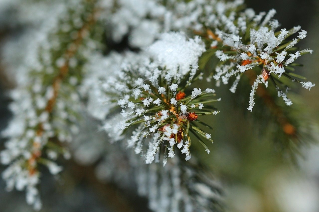 SAUNA infusion "Silver fir - spruce needle"