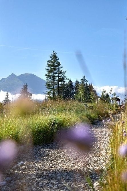 Geführte Wanderung rund um das Hochmoor Wasenmoos