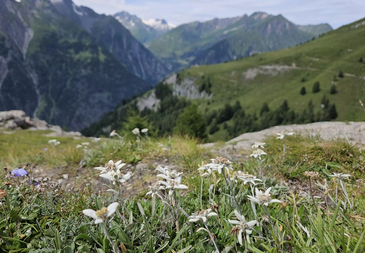 Edelweiss Meadow - Steiner Alms