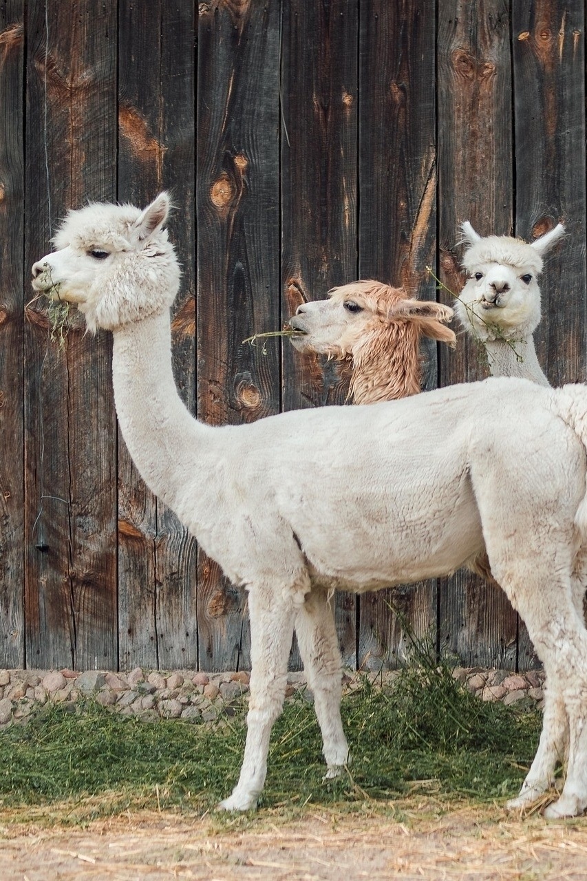 Alpaca guided hike
