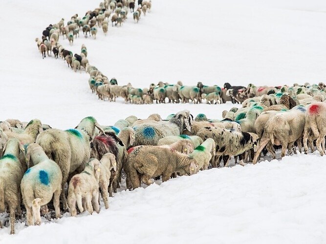 Flying high with the sheep - traditional sheep drive in the Schnalstal Valley