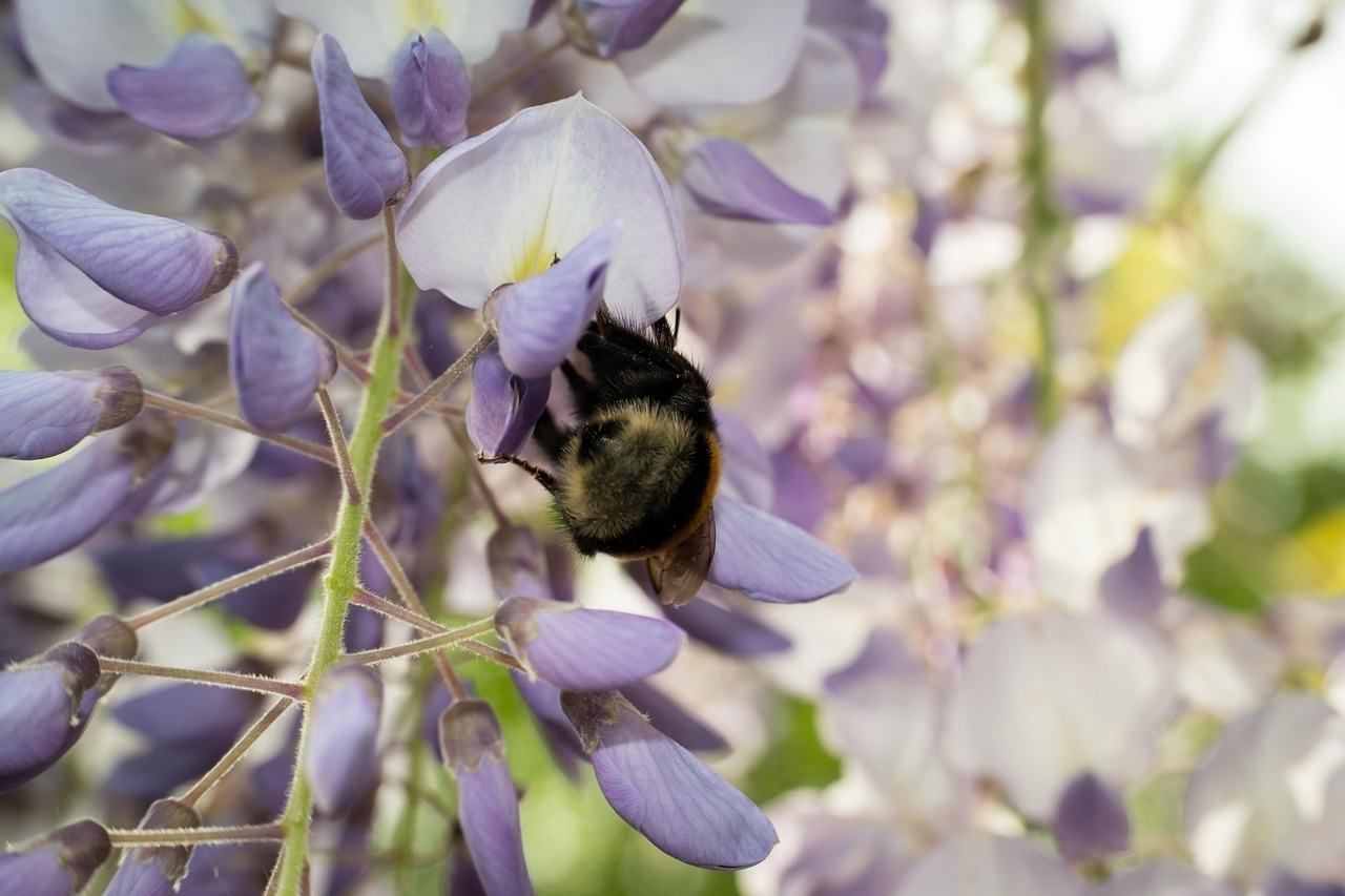 Familienerlebnis - Wissenswertes über Wildbienen und Bau eines Bienenhotels