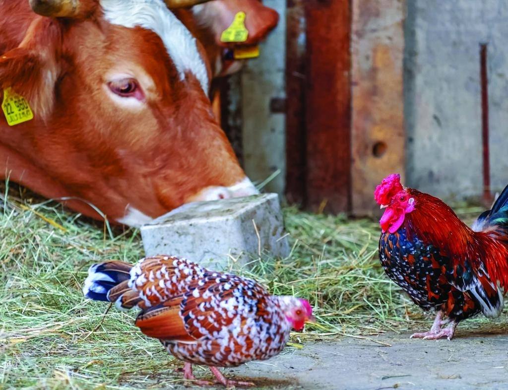 David's Farm: a world to discover