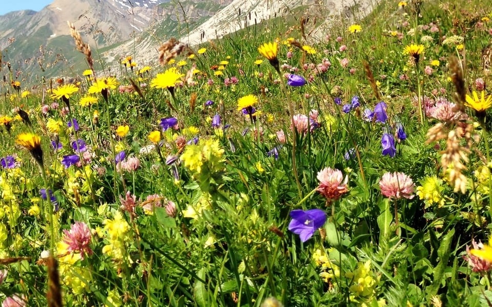 Alpine herb senses in Brandberg