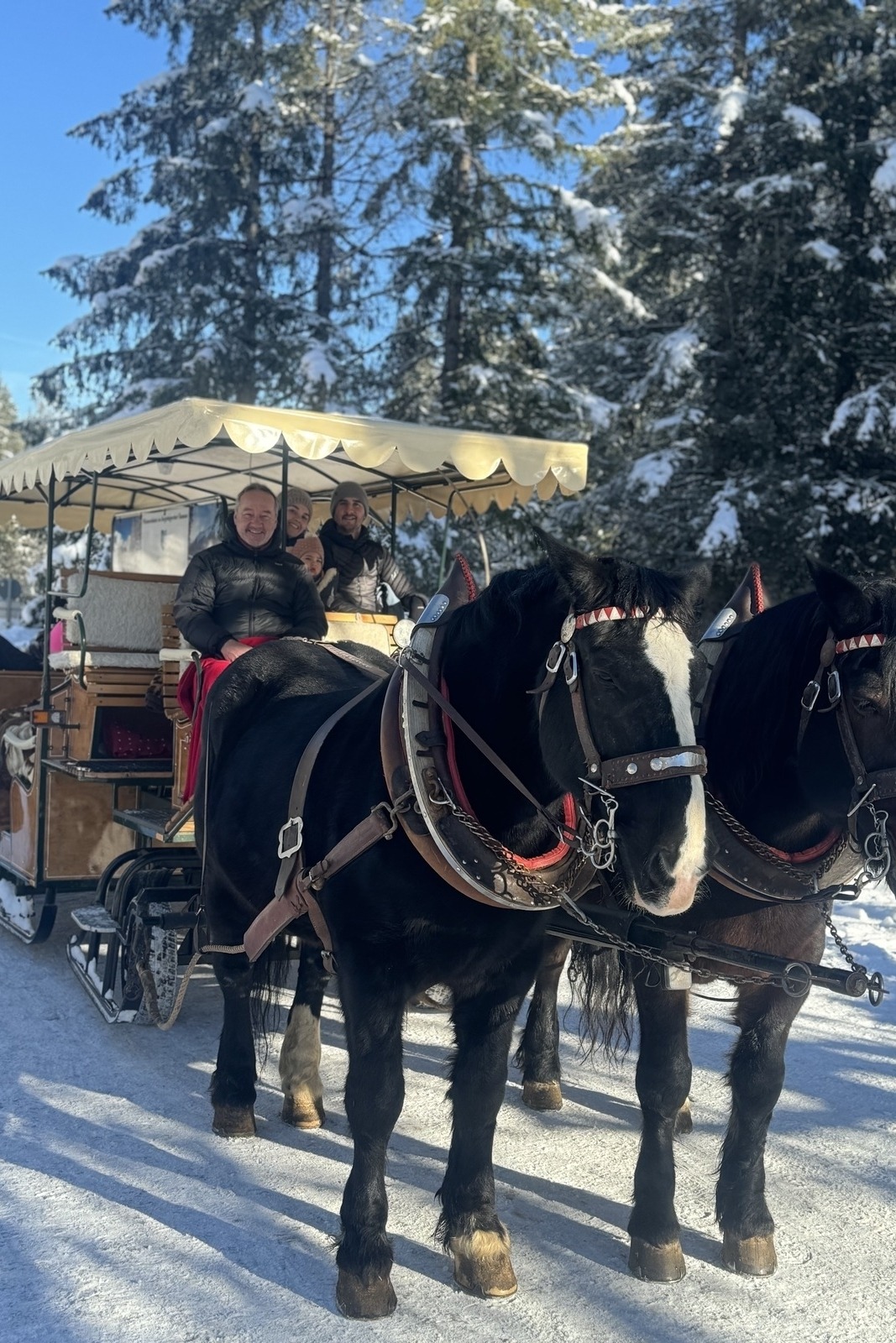 Horse-drawn sleigh ride to feed the game