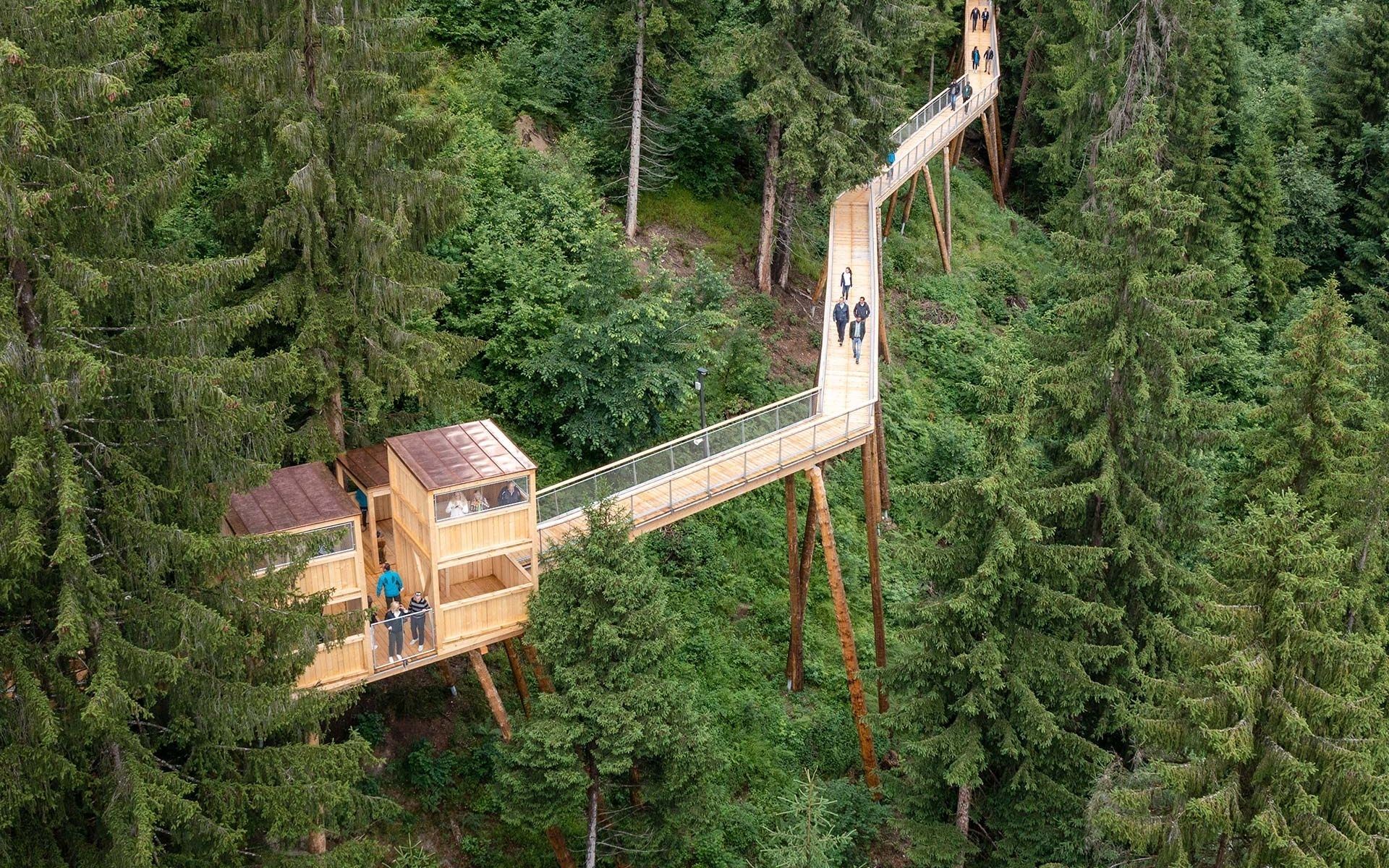Walk along the longest treetop walk in the world.