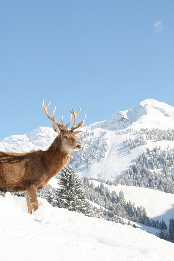 Wildpark AURACH bei Kitzbühel
