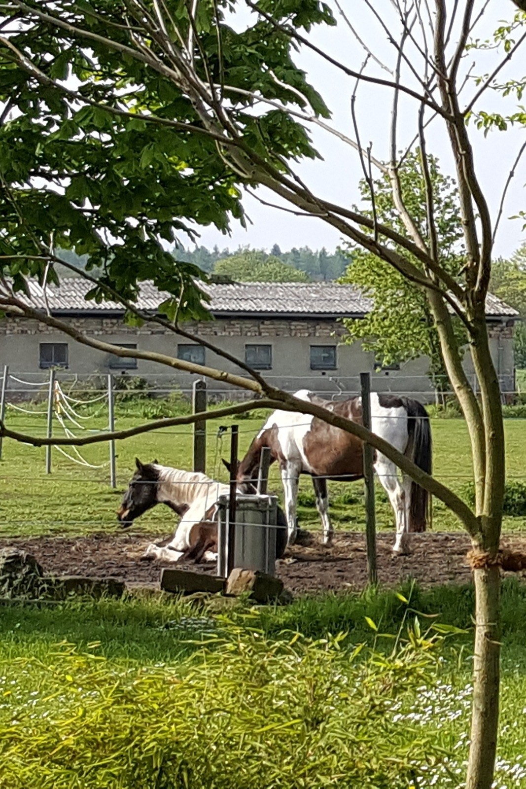 Urlaub mit Pferd: Entspannen und Abenteuer erleben