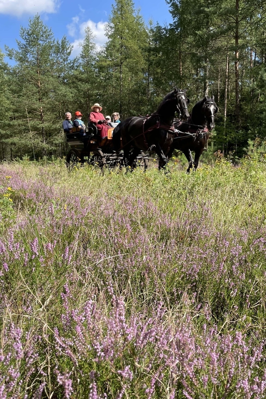 With us the
Lüneburg Heath
discover