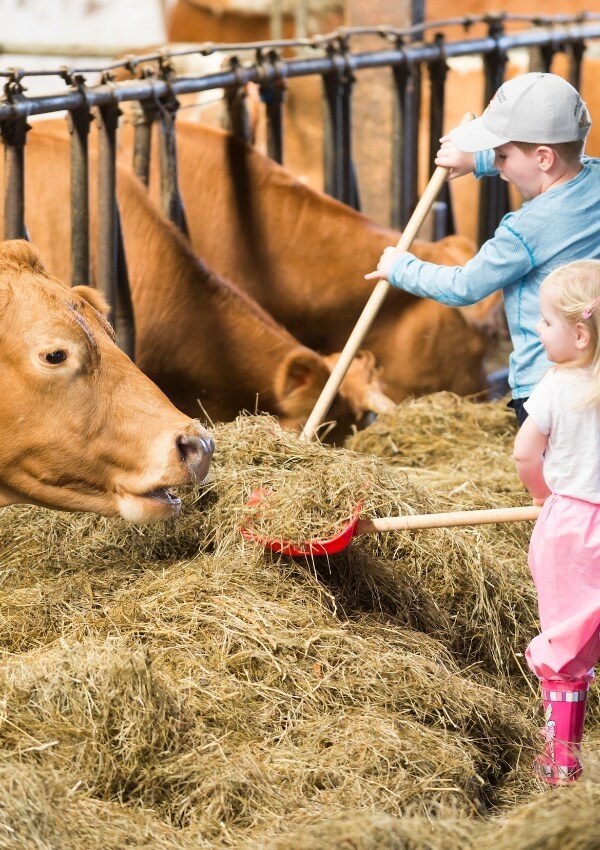 Stable work