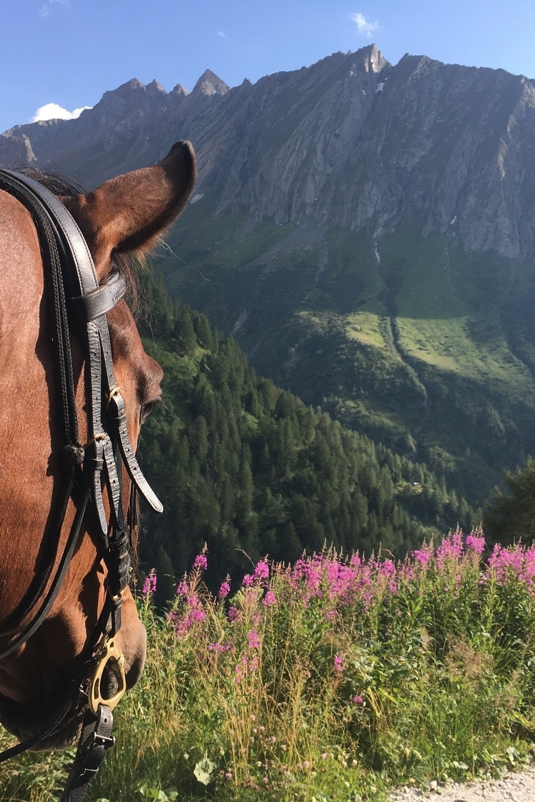 Vorbereitungskurs Alpenüberquerung 2026