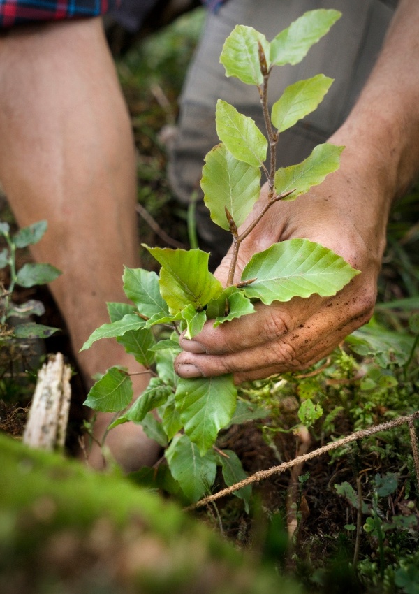 Plantando árboles. Contrarrestar el cambio climático image