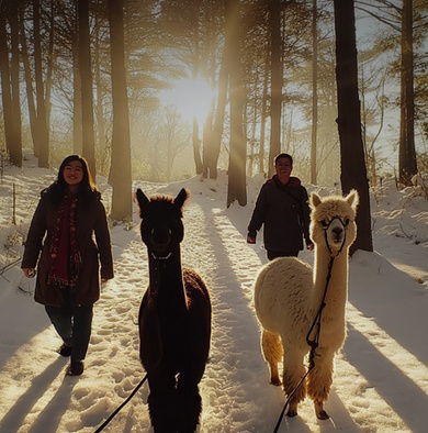 Alpaca hike in the Talai forest