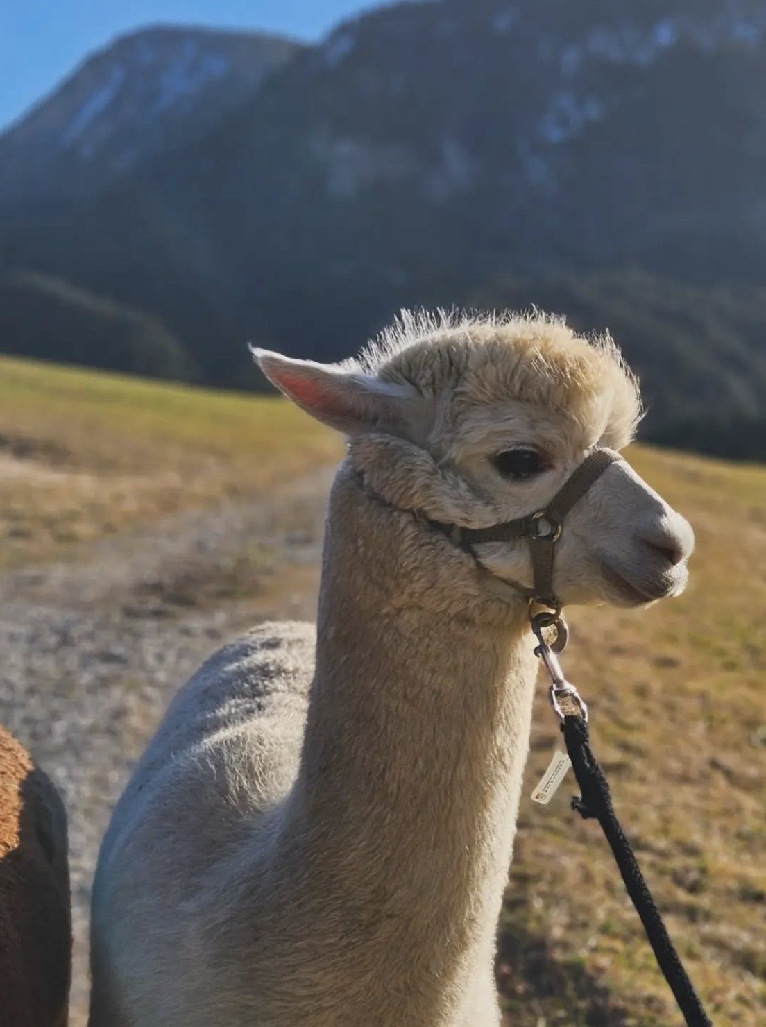 Alpaca hike 🦙🌿