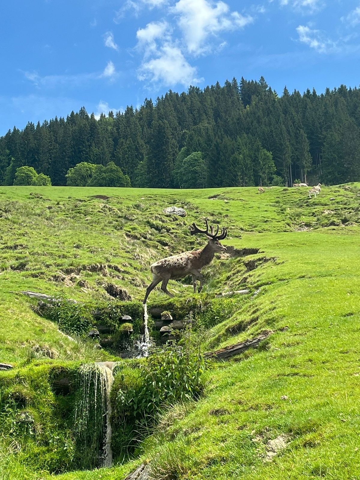 Wildpark Aurach