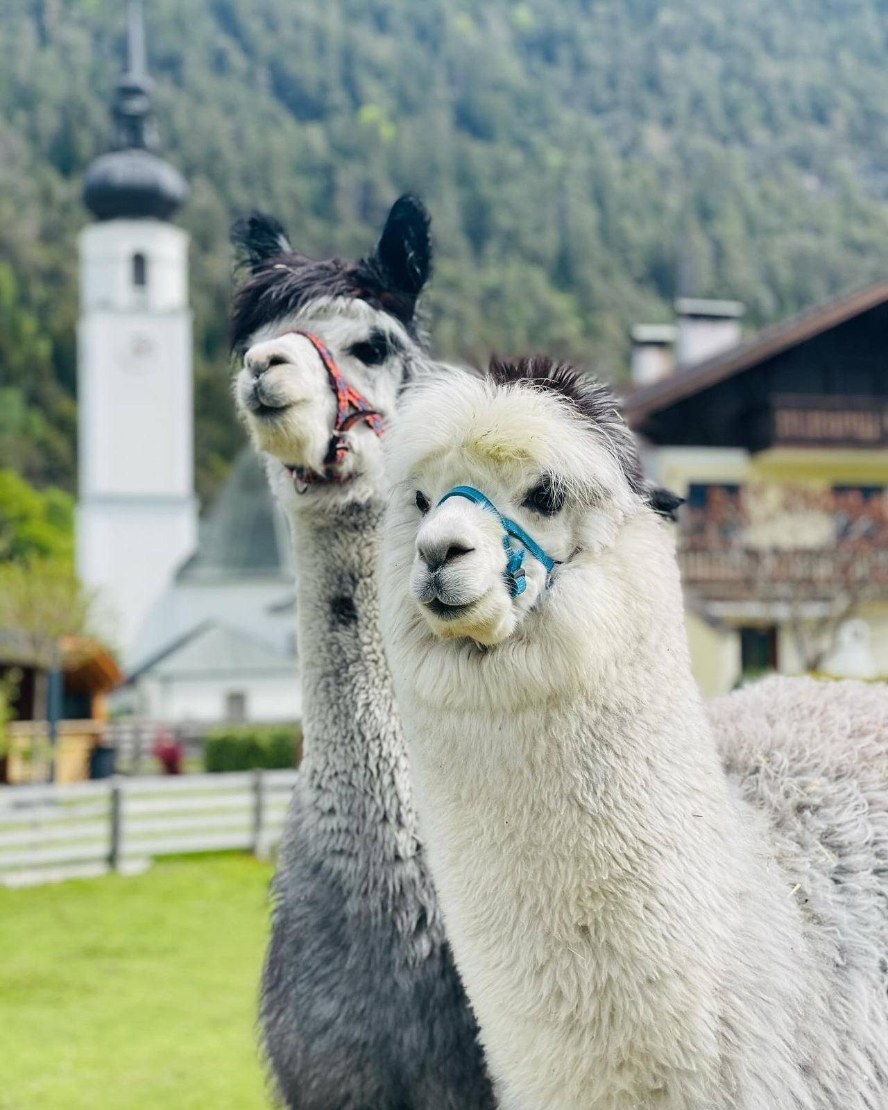 Spaziergang mit einem Alpaka