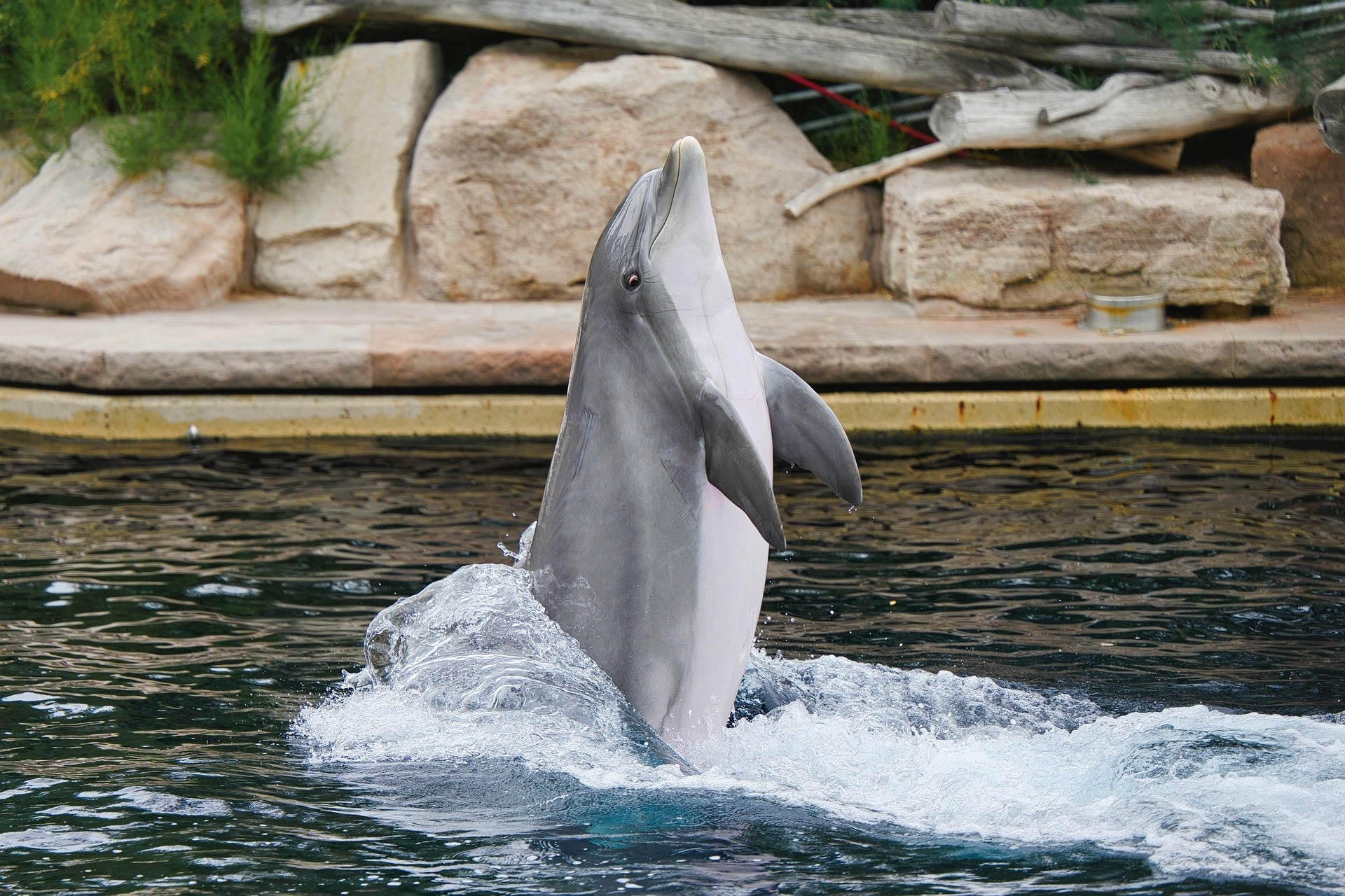 Nuremberg Zoo (encounter with dolphins)