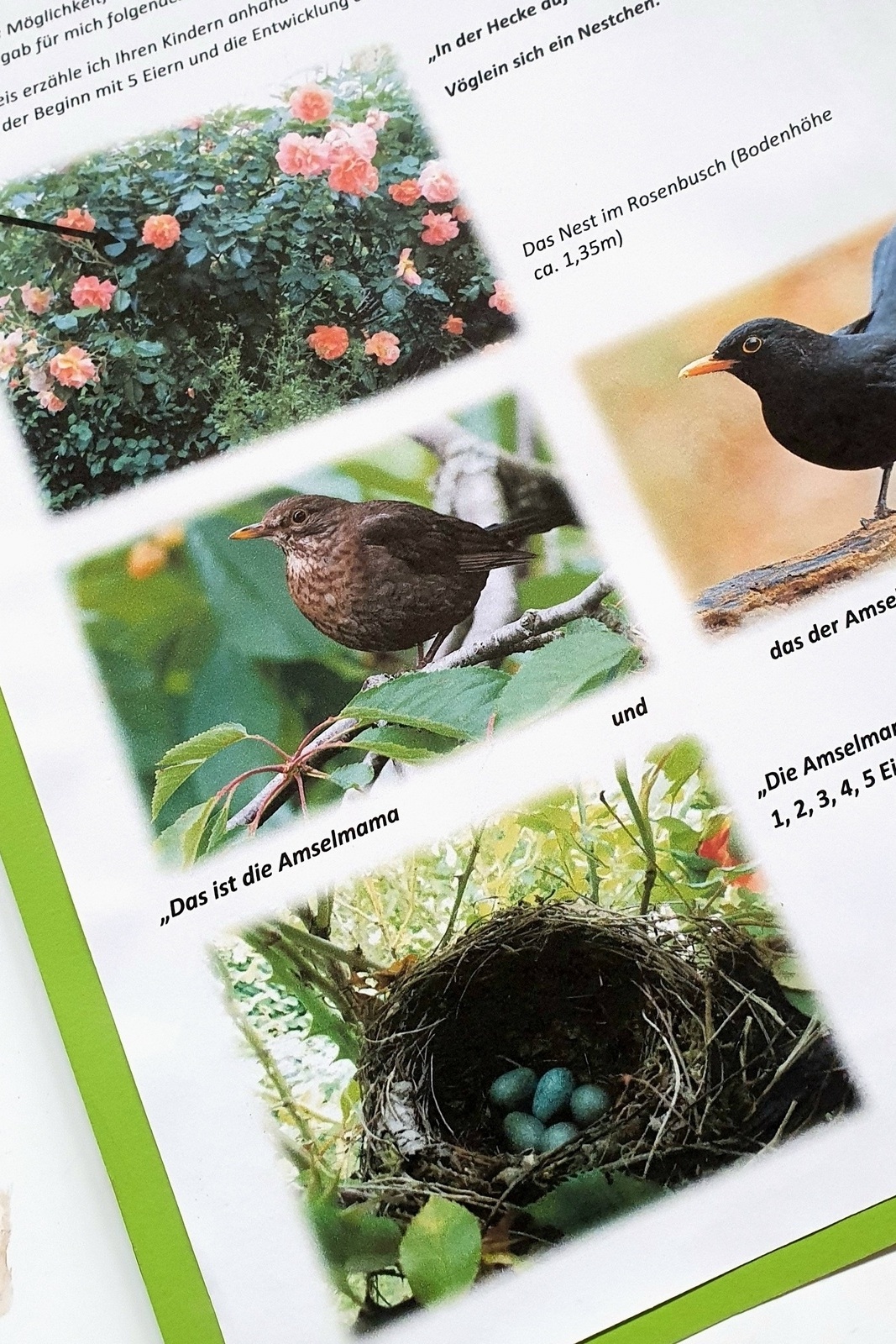 Family experience - From egg to blackbird