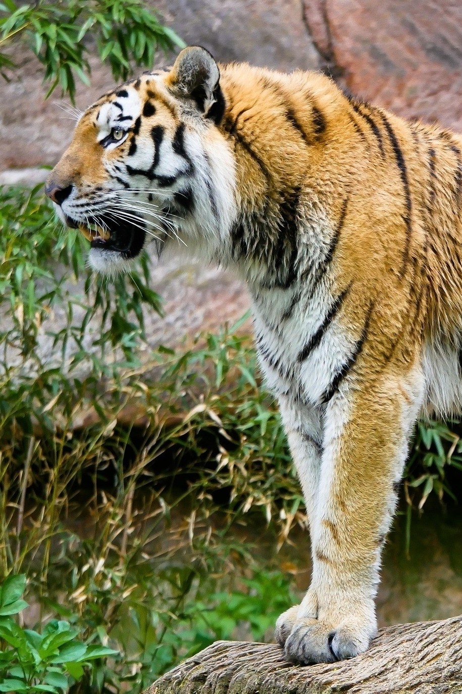 Zoo Ralley