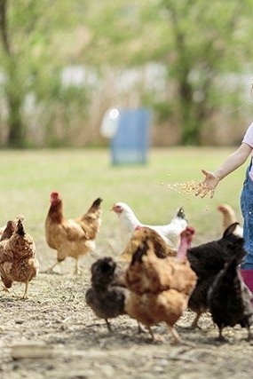 KUNOS KIDS CLUB - 🐓 Farm visit - discover chickens, rabbits and more