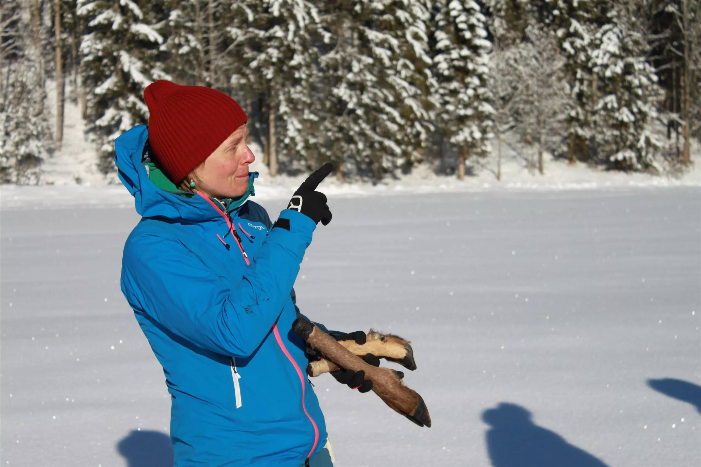 On the trail of wild animals