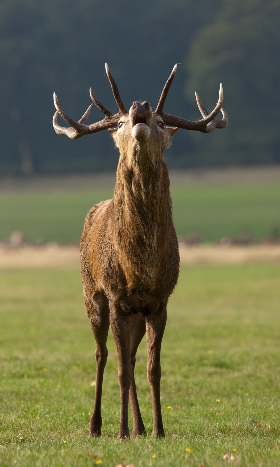 Hirschbrunft im September
