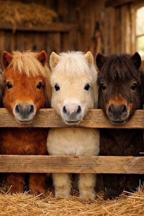 Eine Kutschfahrt, die ist lustig – Ponykutsche für Kinder