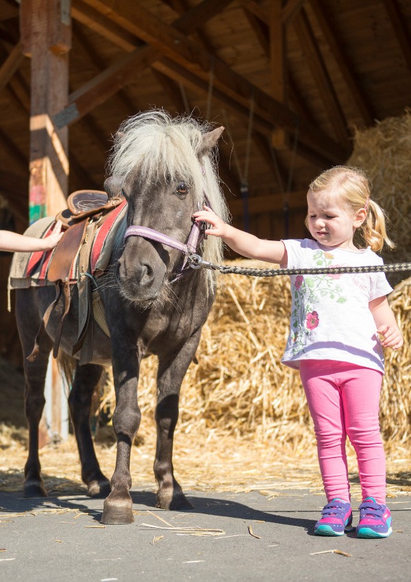 Pony fun
