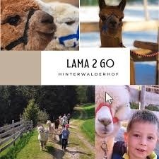 Hiking with alpacas at the Hinterwalderhof