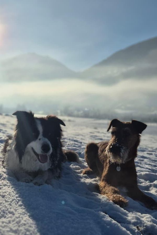 Social Walk - The guided dog walk