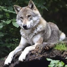 Wildpark FERLEITEN