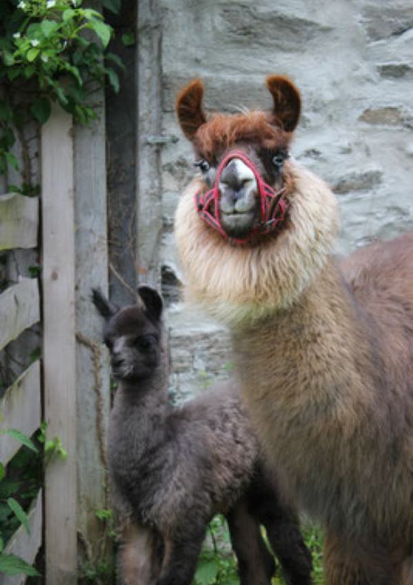 Caminata de alpacas y llamas image