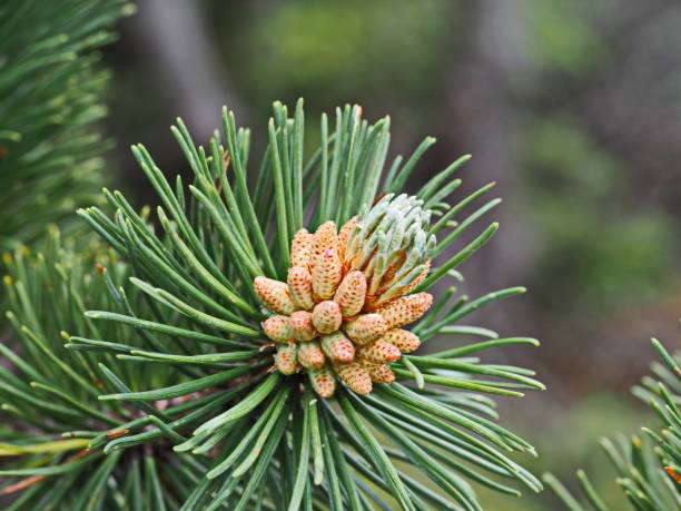 SAUNA infusion "Tyrolean stone pine"