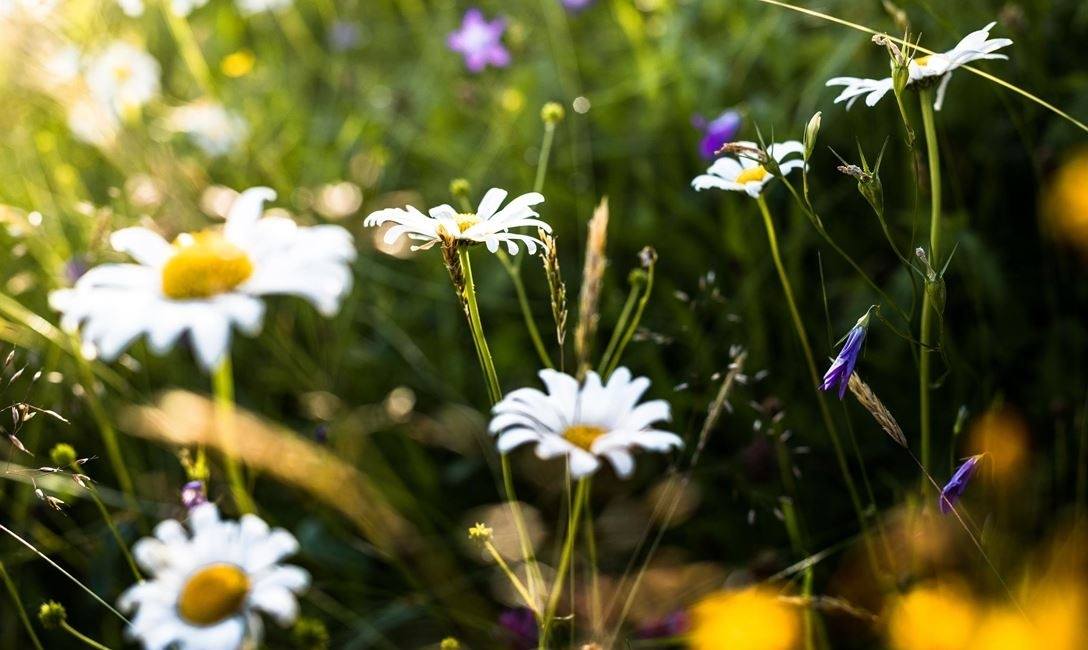 Brixental Valley mountain herb hike