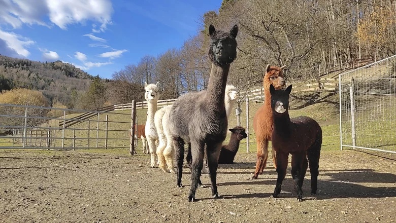 Alpaca farm and adventure farm Lechner